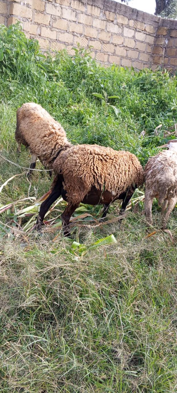 Kondoo Sheep - thumbnail 3
