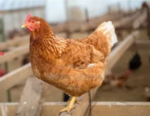 Improoved Chicken