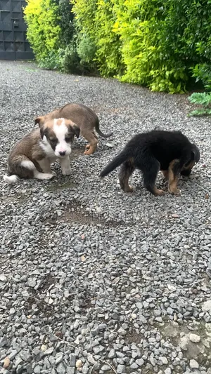 0-1 month Female Mixed Breed German Shepherd