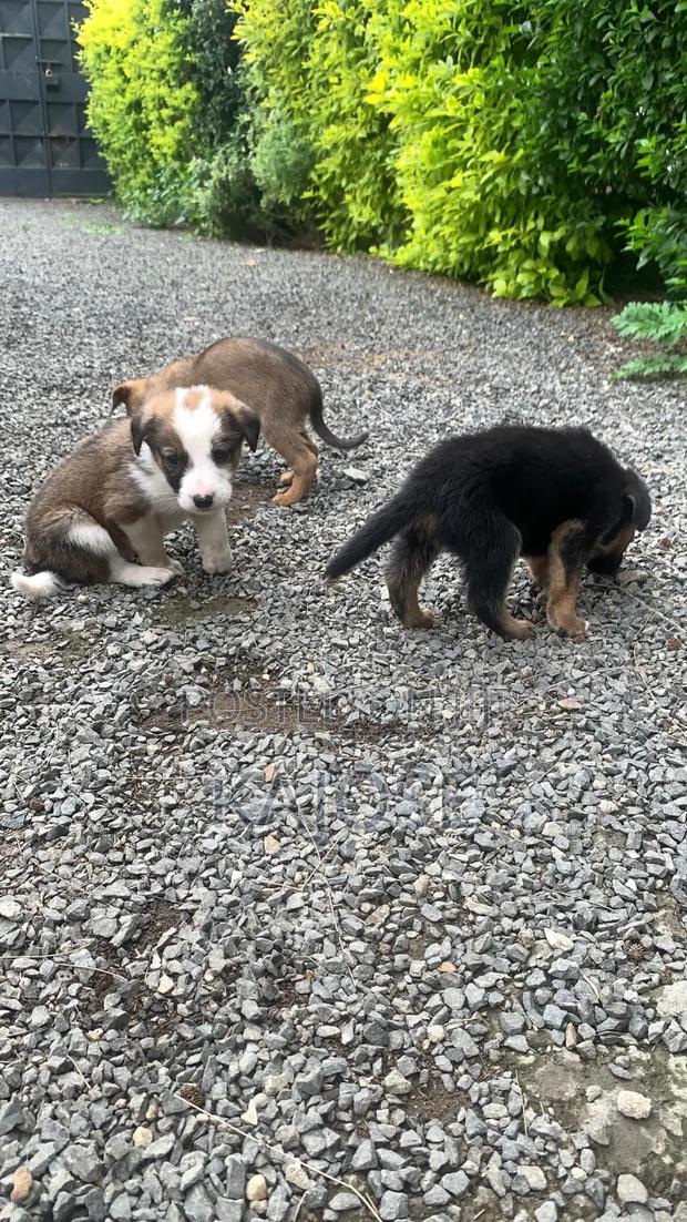 0-1 month Female Mixed Breed German Shepherd