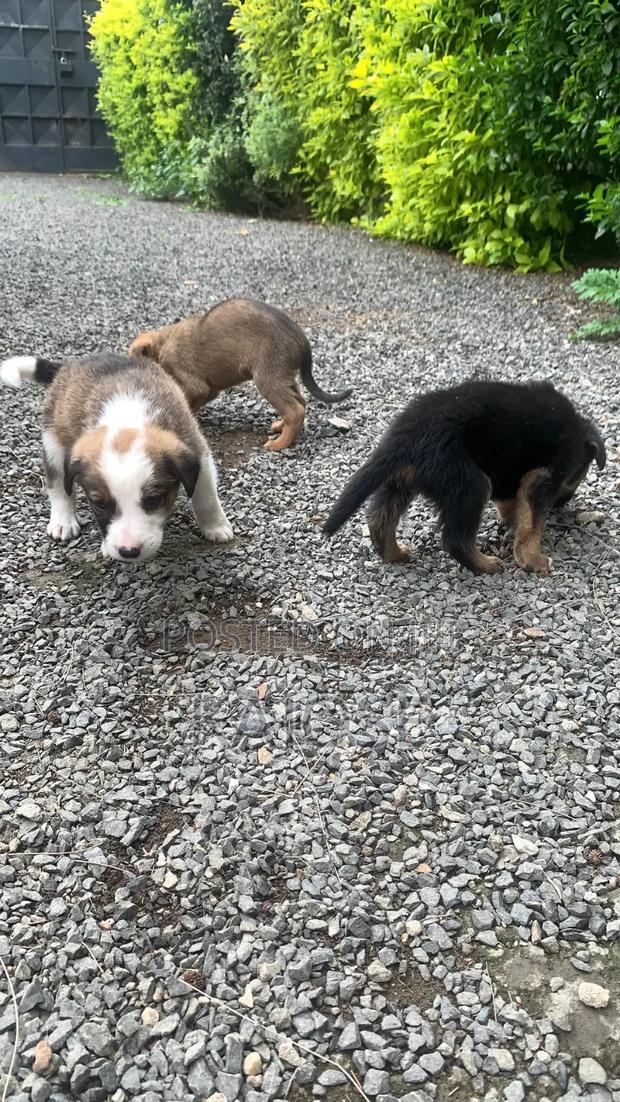 0-1 month Female Mixed Breed German Shepherd - thumbnail 7
