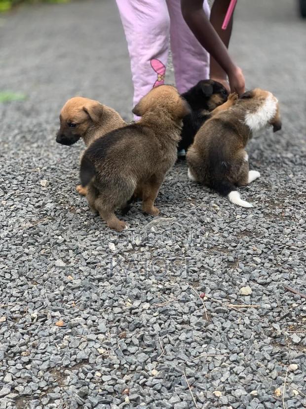 0-1 month Female Mixed Breed German Shepherd - thumbnail 8