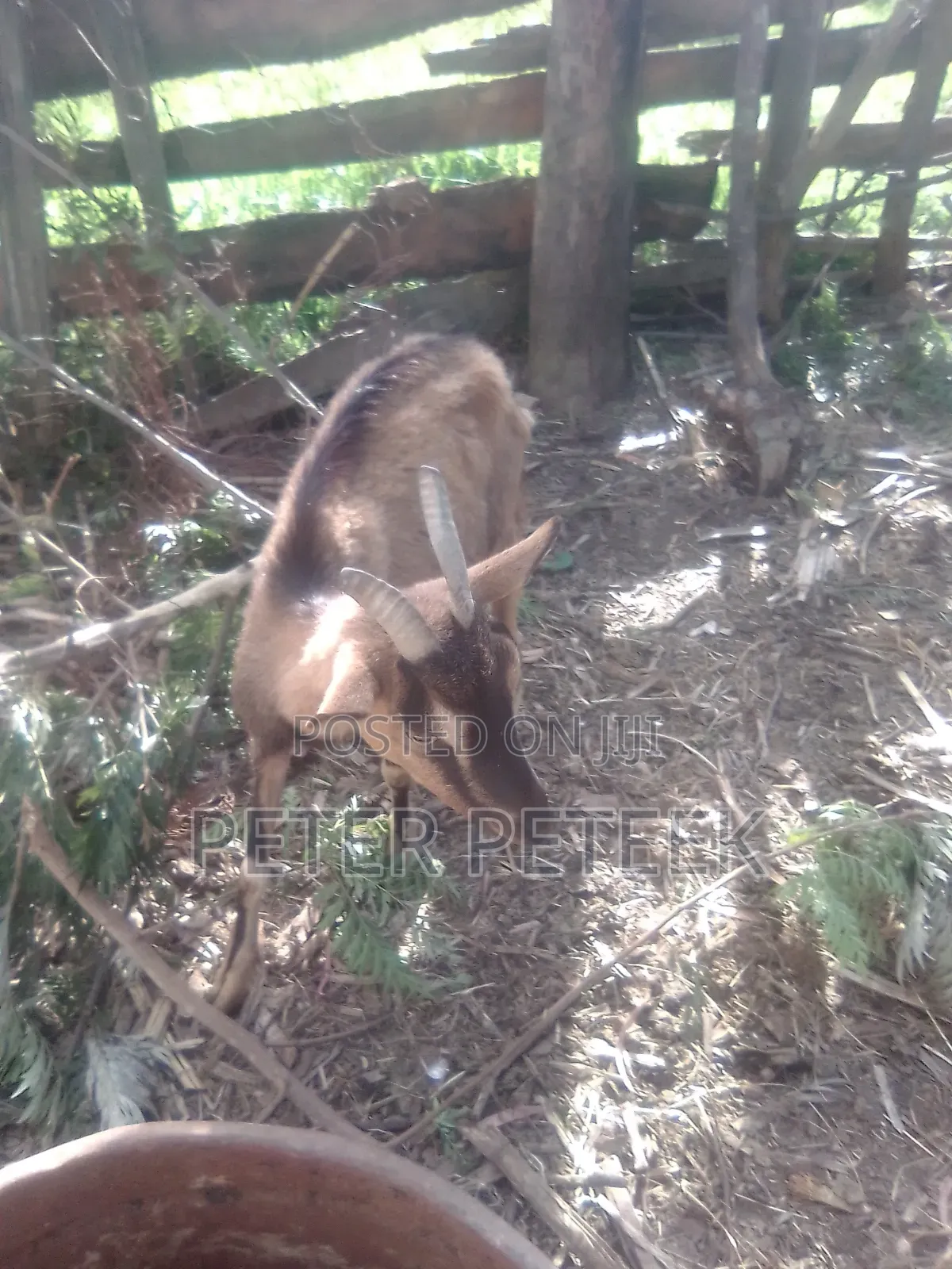 Selling This Goat