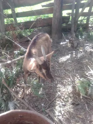 Selling This Goat