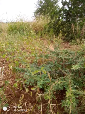 Taita Taveta Massive Farm