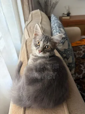6-12 months Male Purebred Russian Blue