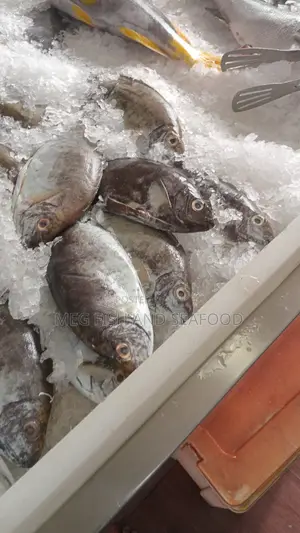 Rabbit Fish