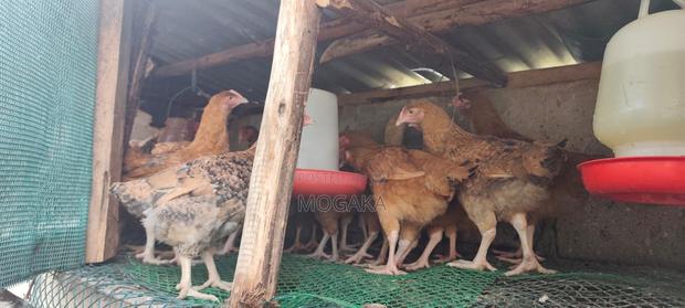 Improved Kienyeji Chicks Well Vaccinated