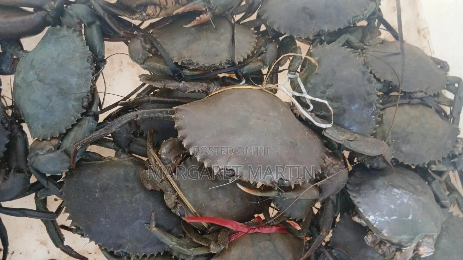 Live Crabs