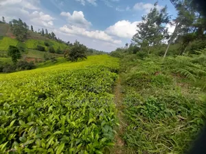 20 Acres Tea Farm, Gatundu South With Mature Tea Bushes