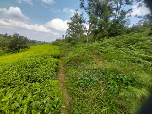 7.5 Acres Tea Farm, Gatundu South Gaitete With Mature Tea Bushes