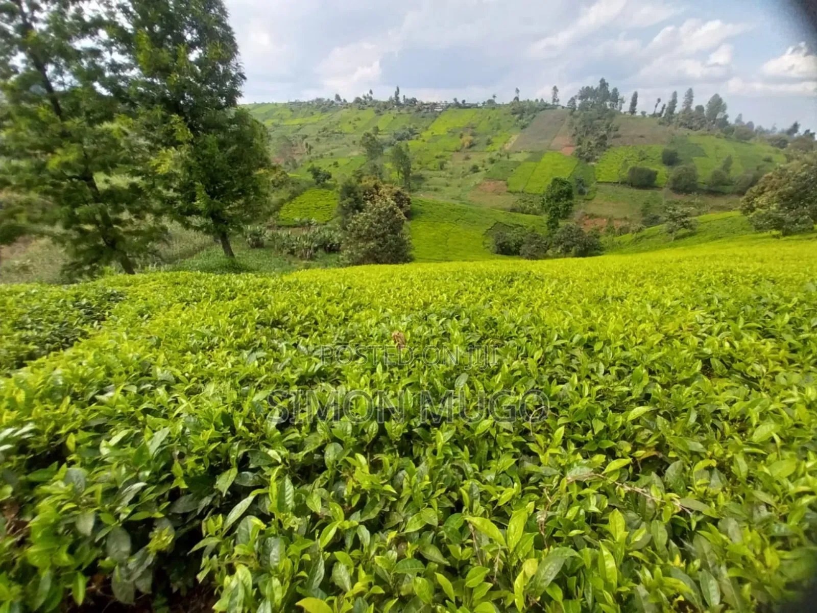 7.5 Acres Tea Farm, Gatundu South Gaitete With Mature Tea Bushes