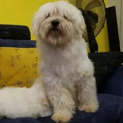 1+ year Male Purebred Maltese