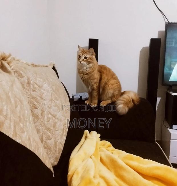 6-12 months Male Purebred Maine Coon
