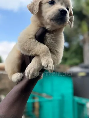 1-3 months Male Purebred Golden Retriever