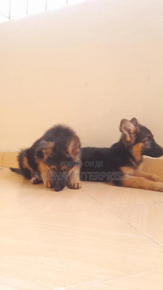 1-3 months Female Purebred German Shepherd