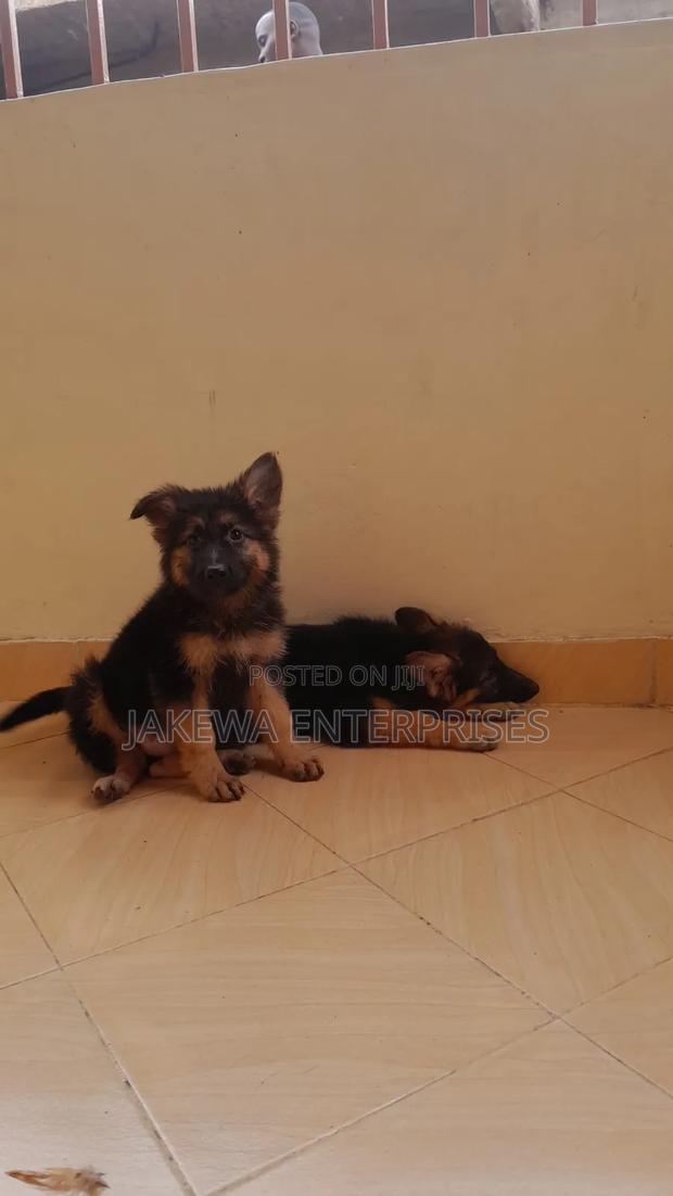1-3 months Male Purebred German Shepherd
