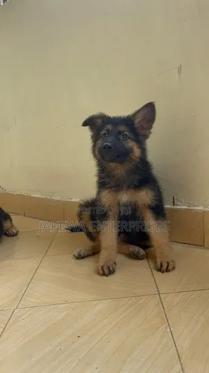 1-3 months Male Purebred German Shepherd
