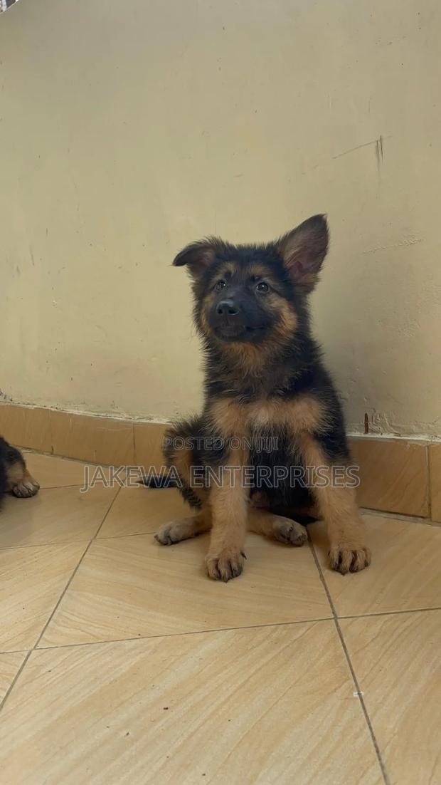 1-3 months Male Purebred German Shepherd