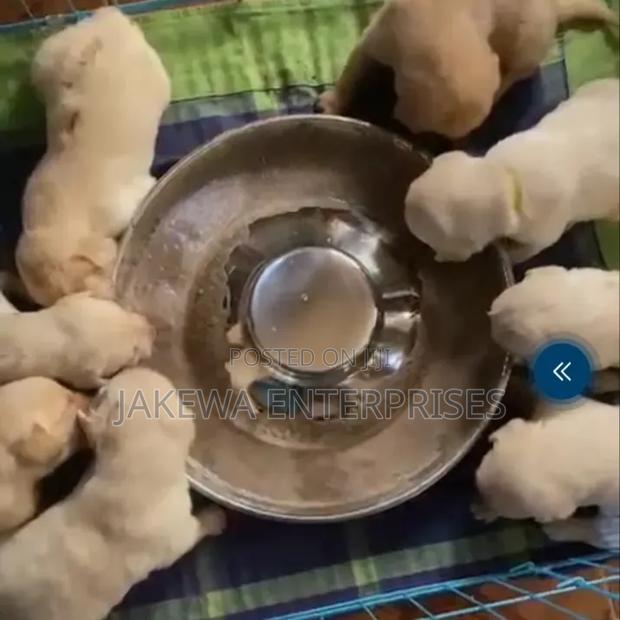 1-3 months Male Purebred Golden Retriever