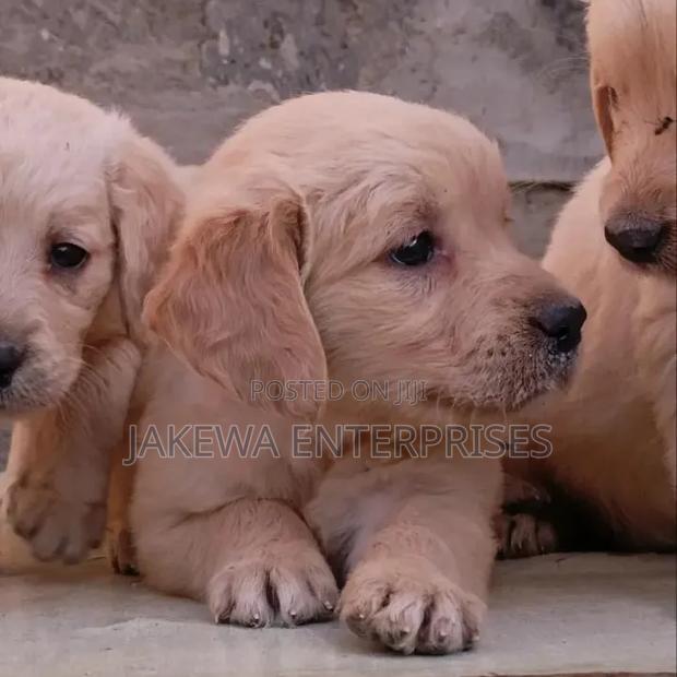 1-3 months Male Purebred Golden Retriever