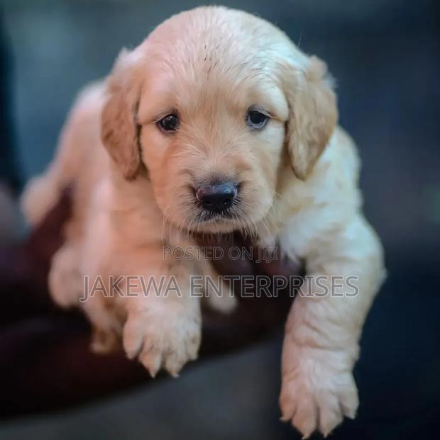 1-3 months Male Purebred Golden Retriever