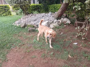 3-6 months Female Mixed Breed Cocker Spaniel