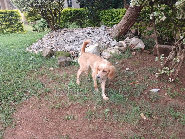 3-6 months Female Mixed Breed Cocker Spaniel - main view