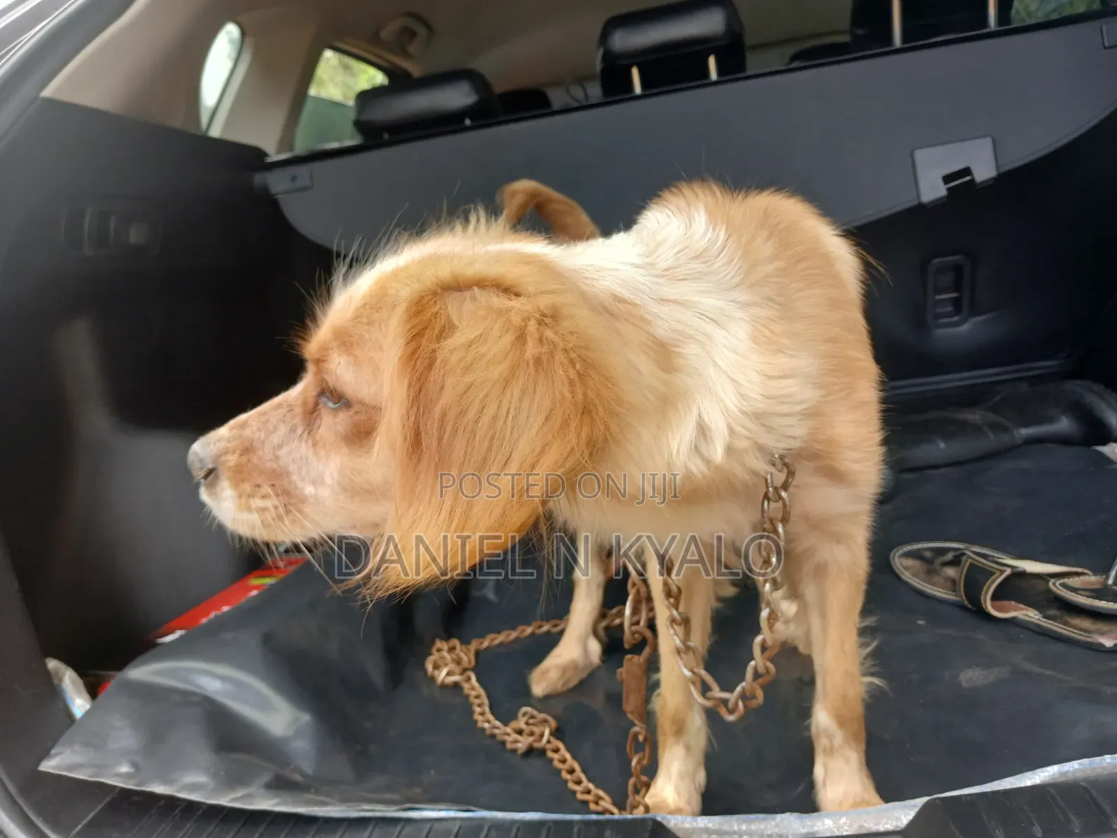 3-6 months Female Mixed Breed Cocker Spaniel