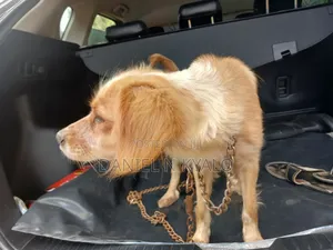 3-6 months Female Mixed Breed Cocker Spaniel