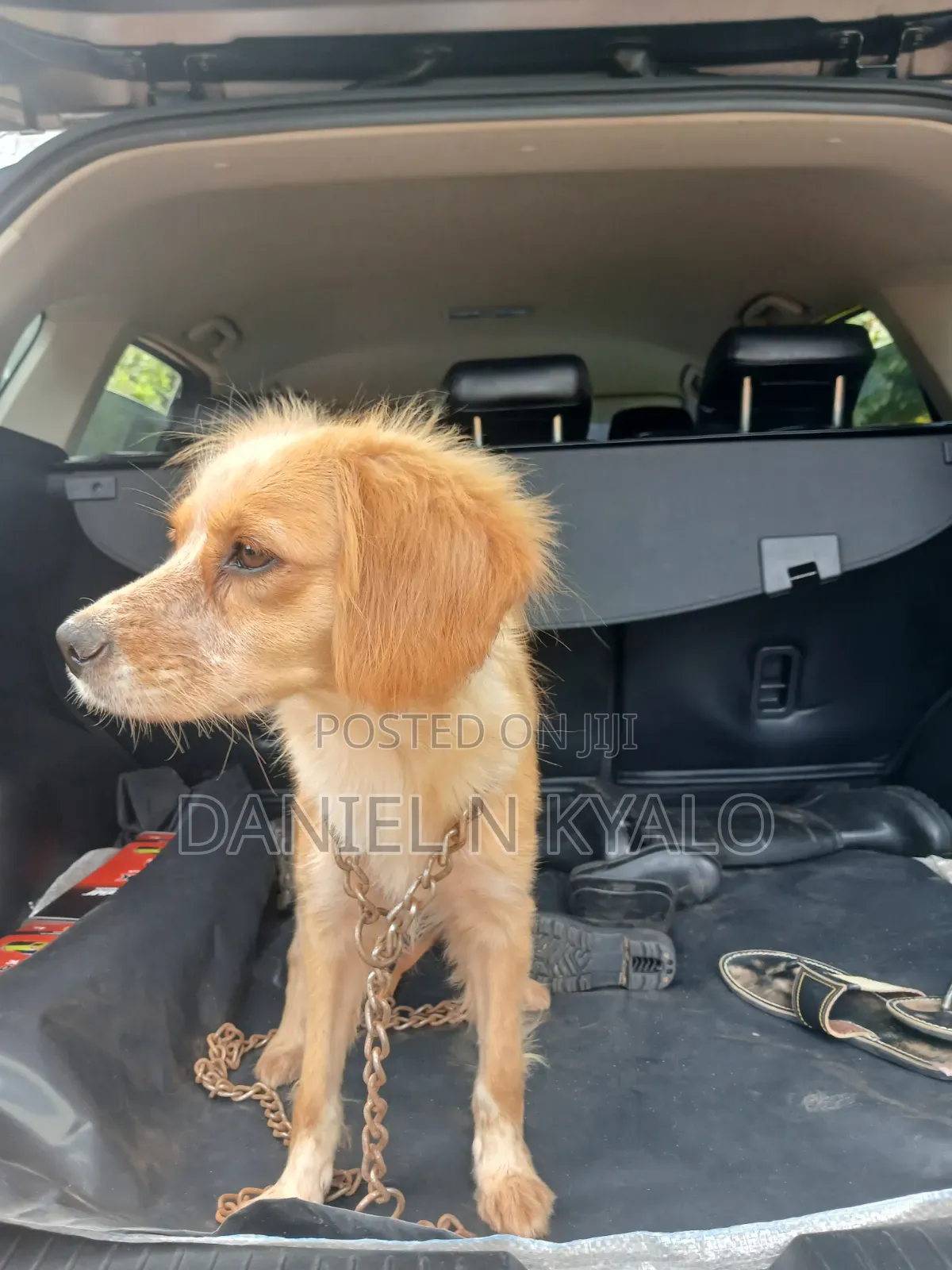 3-6 months Female Mixed Breed Cocker Spaniel