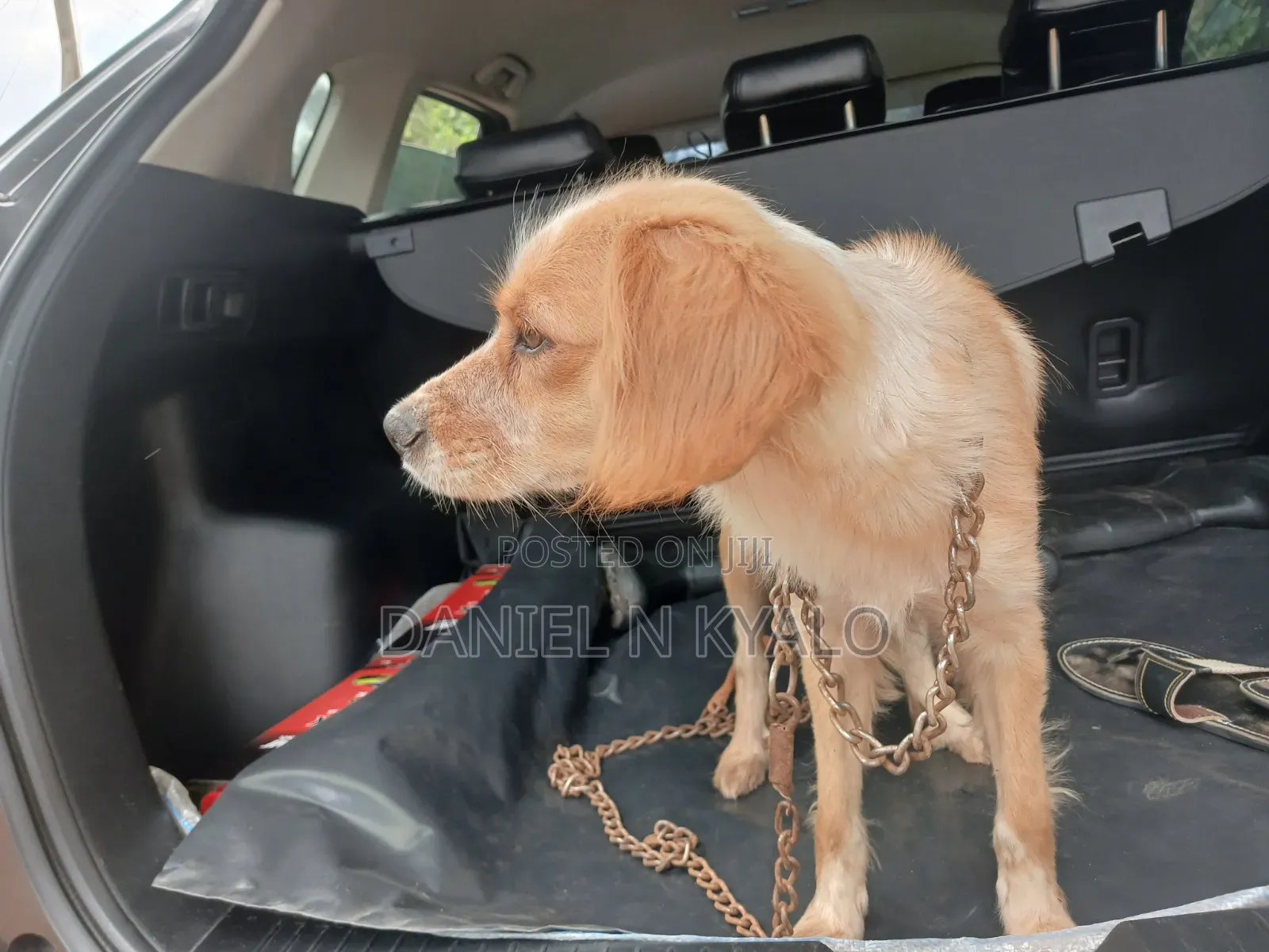 3-6 months Female Mixed Breed Cocker Spaniel