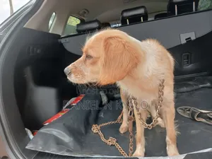 3-6 months Female Mixed Breed Cocker Spaniel