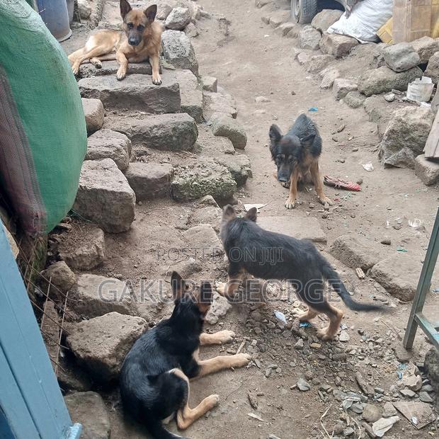 3-6 months Male Purebred German Shepherd