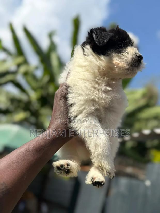 1-3 months Female Purebred Havanese - main view