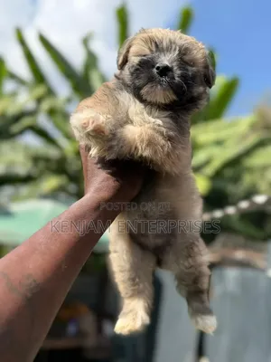 1-3 months Male Purebred Havanese