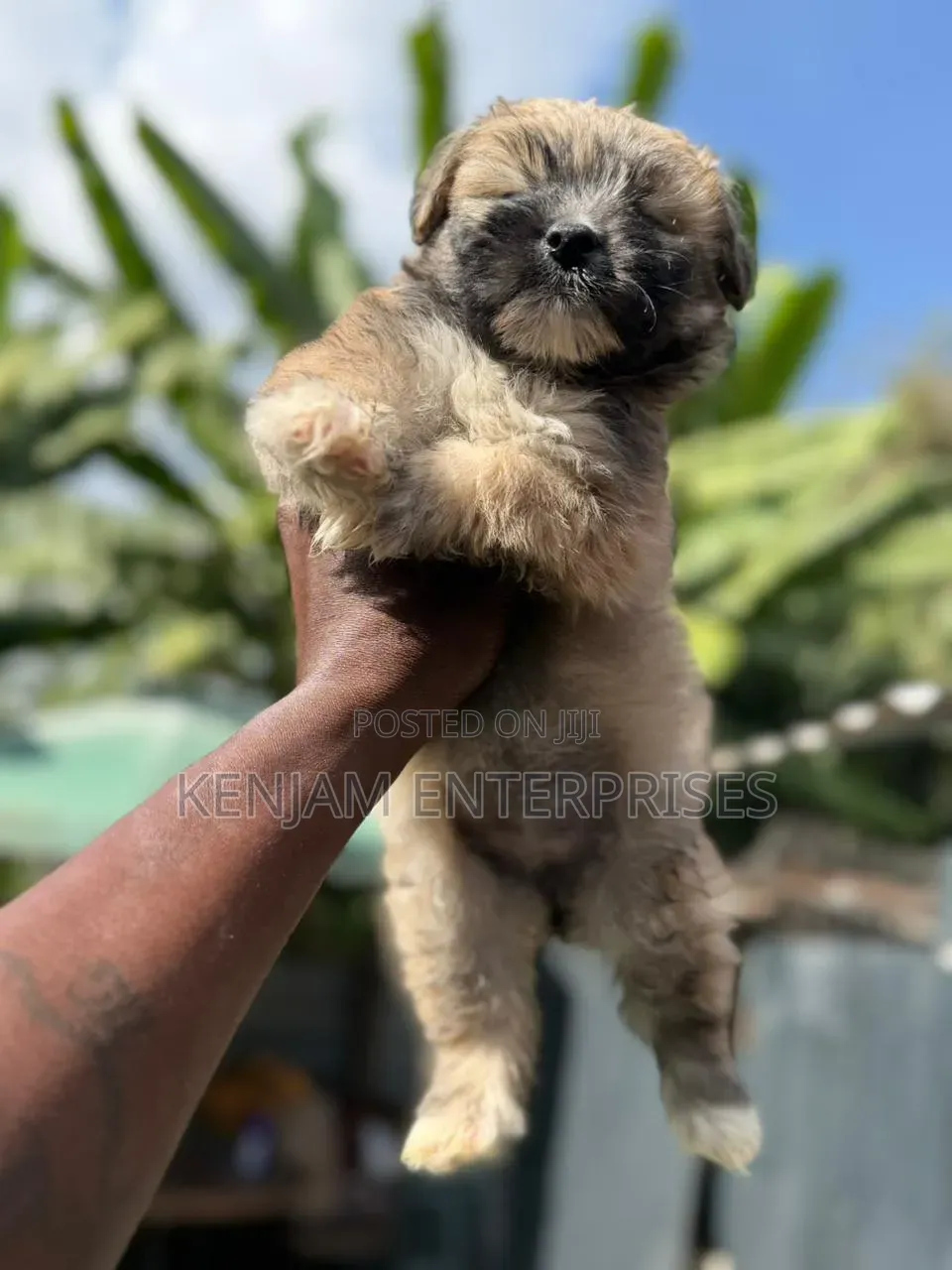 1-3 months Male Purebred Havanese