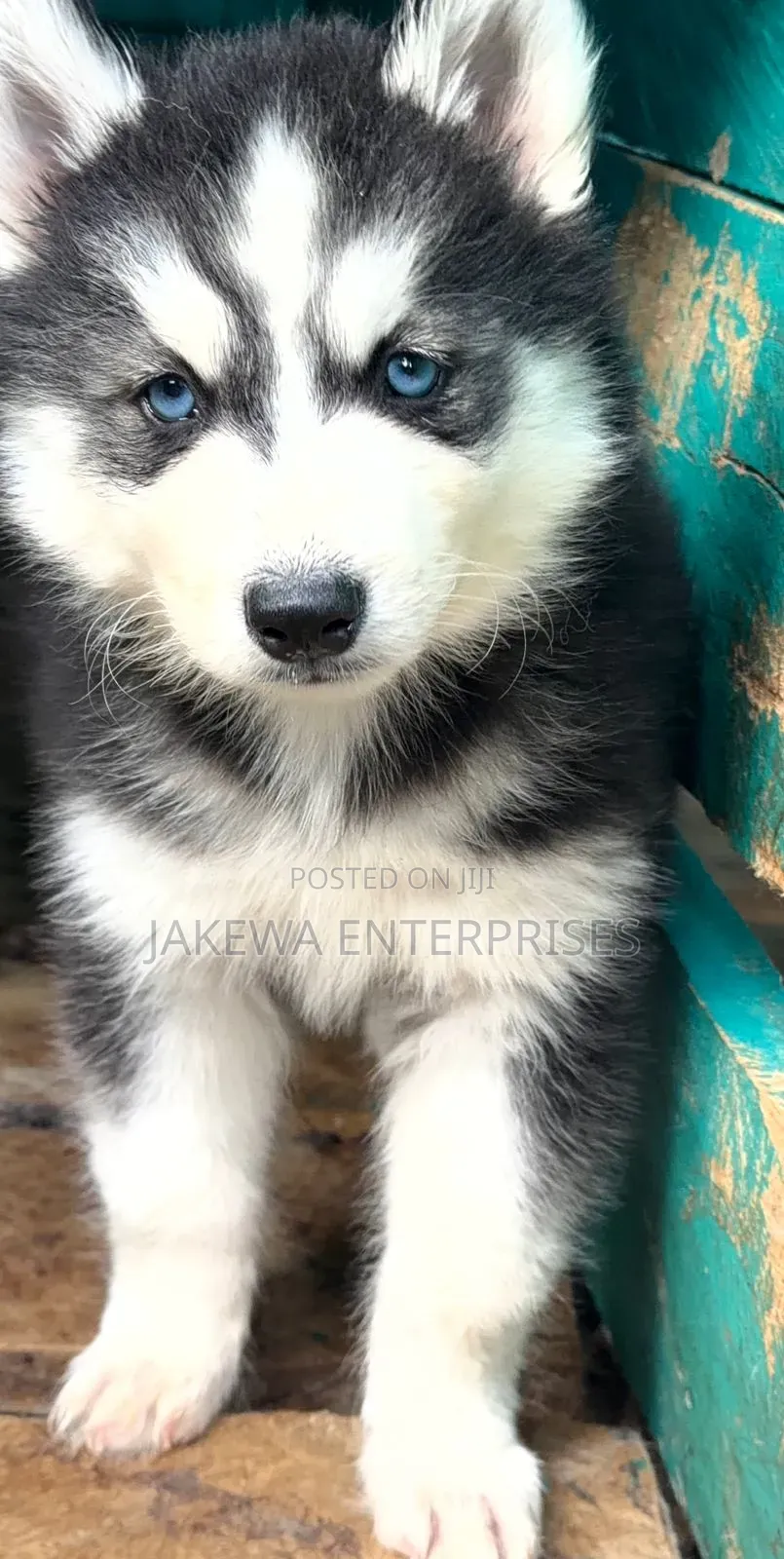 1-3 months Male Purebred Siberian Husky