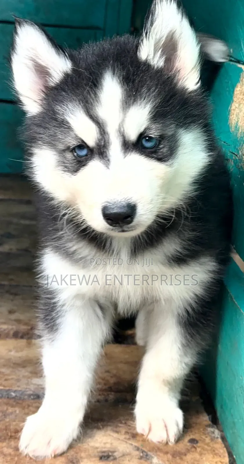 1-3 months Female Purebred Siberian Husky