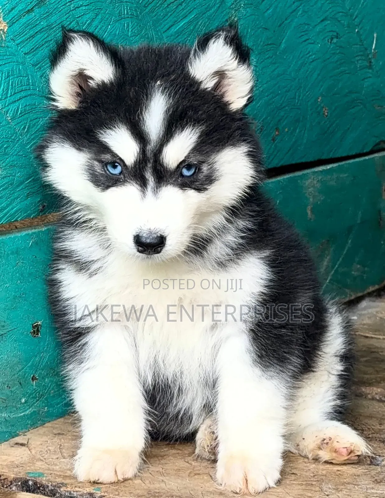 1-3 months Male Purebred Siberian Husky