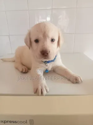 1-3 months Male Purebred Labrador Retriever