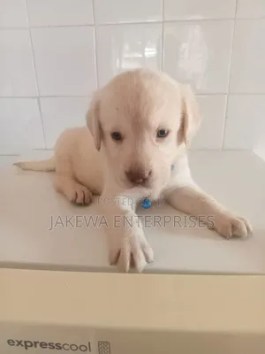 1-3 months Male Purebred Labrador Retriever