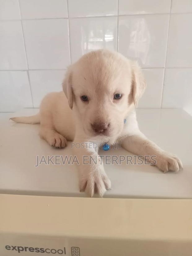 1-3 months Male Purebred Labrador Retriever - thumbnail 2
