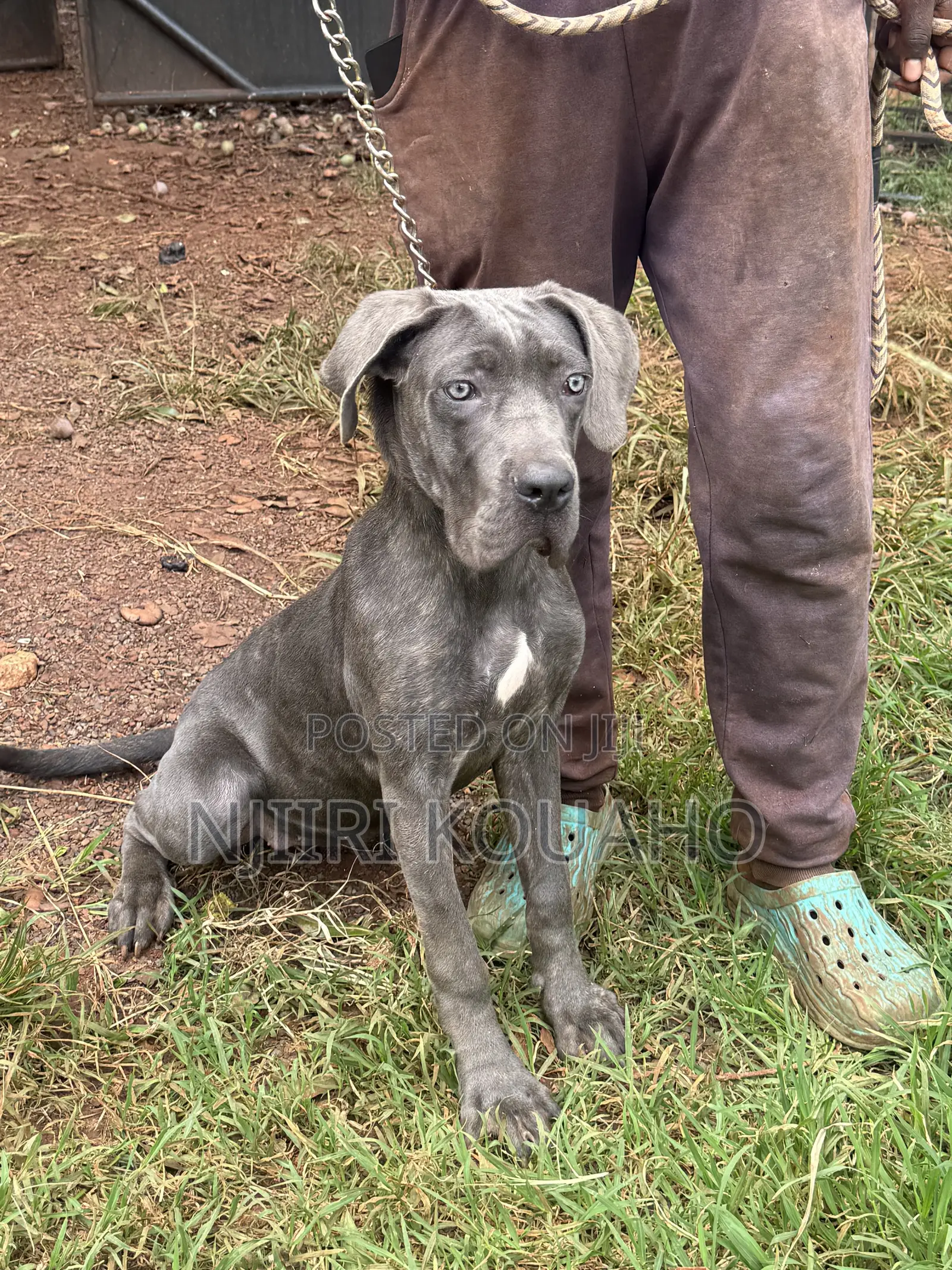 3-6 months Female Purebred Cane Corso
