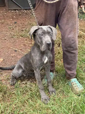3-6 months Female Purebred Cane Corso