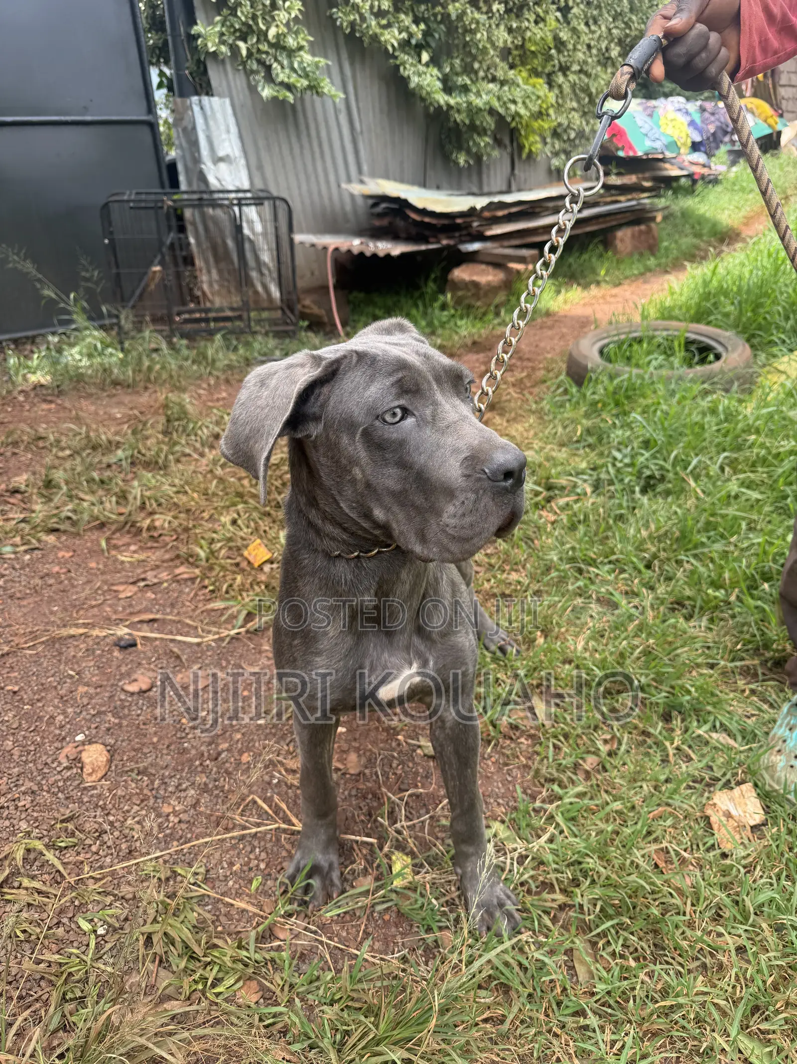 3-6 months Female Purebred Cane Corso