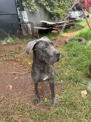 3-6 months Female Purebred Cane Corso