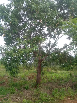 5 Acres Land 700 Metres From Beach