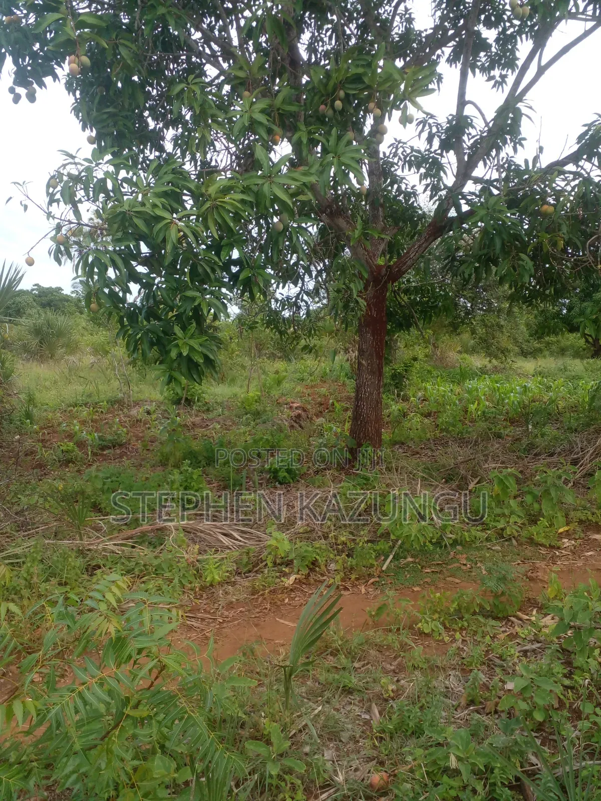5 Acres Land 700 Metres From Beach