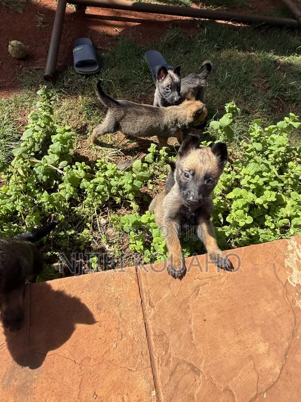 1-3 months Female Purebred Belgian Malinois